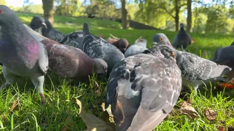 Pigeons in the park Stock Footage 162906677