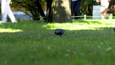 Pigeons in the park 動画素材 199782490