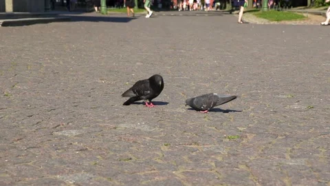Pigeons in the park Stock Footage 199782596