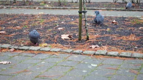 Pigeons in the park Video stock 295007725