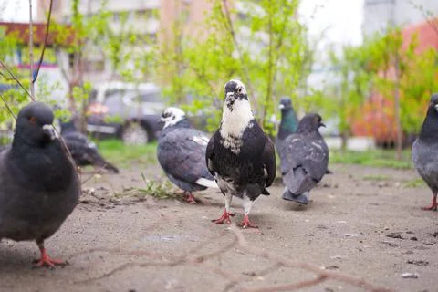 Pigeons in the park on the grass. Stock Photos