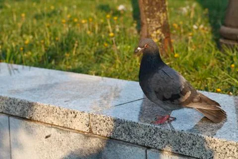 Pigeons in the Park Stock Photos