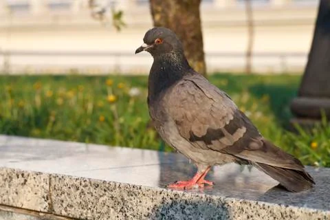 Pigeons in the Park Stock Photos