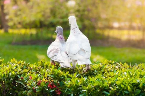 Pigeons in the Park Stock Photos