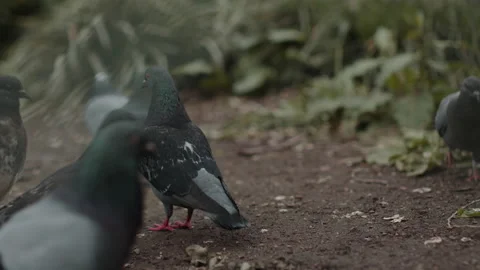 Pigeons in the Park, Slow Motion - Medium Close Up Shot Vidéo 153954020