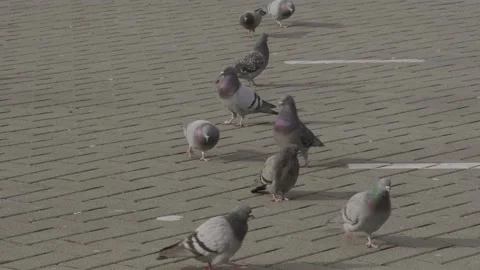 Pigeons on parking lot, morning. Stock-Footage 150344341