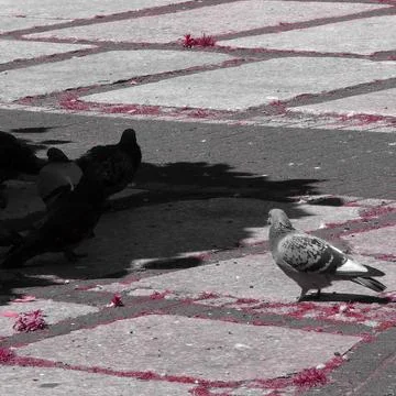 Pigeons on patterned pavement with pink highlights Stock Photos