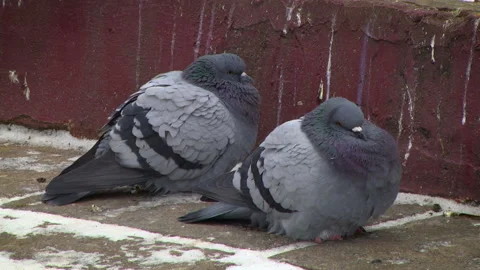 Pigeons on pavemen Stock Footage 99358191