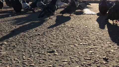 Pigeons on the pavement Stock Footage 98400520
