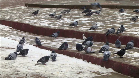 Pigeons on pavement Stock Footage 99357214