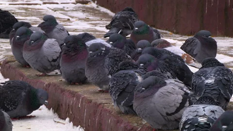 Pigeons on pavement Stock Footage 99357913