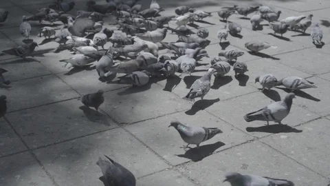 Pigeons on the pavement pecking grain Stock Footage 129889248