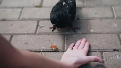 Pigeons peck at the bread that the child throws them. Shooting up close Stock-Footage 200015488
