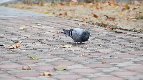 Pigeons peck bread crumbs on the sidewalk in the Park. Stock Footage 153380332