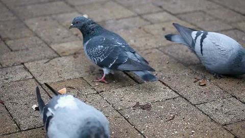 Pigeons peck bread crumbs on the sidewalk. Concept of feeding birds Stock Footage 153380339