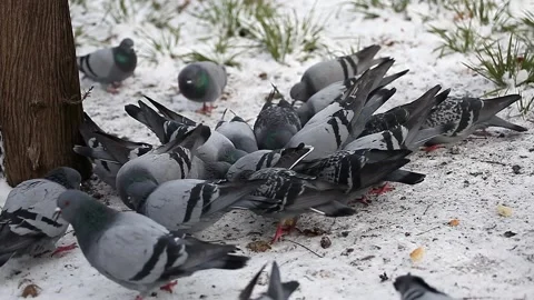 Pigeons peck bread crumbs in the snow in the park Stock Footage 148283607