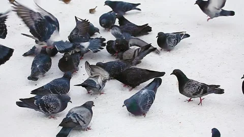 Pigeons Peck Bread Crumbs in the Snow in Winter. Concept of Feeding Birds Stock Footage 153380321