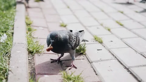 Pigeons peck bread in the park on the sidewalk Stock Footage 200015104
