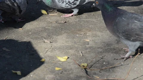 Pigeons peck chips Stock Footage 36540115