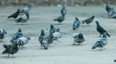 Pigeons peck feed Stock Footage 46053403