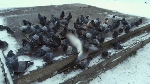 Pigeons peck grain bread in storm Stock Footage 58775914