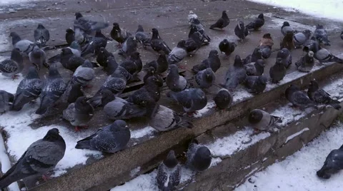 Pigeons peck grain in storm bread Stock Footage 58775860