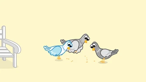 Pigeons peck the grains Stock Footage 90089951