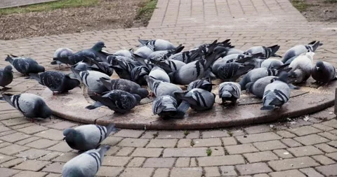 Pigeons peck millet and bread crumbs in the city park. Wild doves Stock Footage 171970450