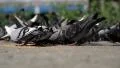 Pigeons peck seeds on the pavement HD Footage