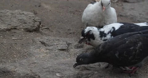 Pigeons peck on the shore of  the lake Stock Footage 166737352