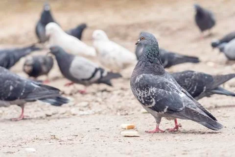 Pigeons pecking bread Stock Photos