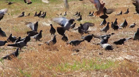 Pigeons Pecking Stock Footage 29230717
