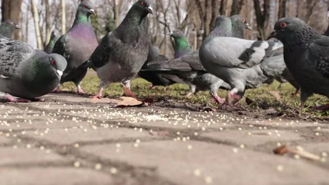 Pigeons pecking grain close up Stock Footage 150160476