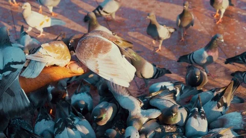 Pigeons pecking grain 動画素材 112639355