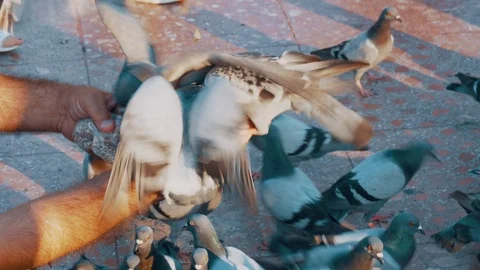 Pigeons pecking grain 動画素材 112639796