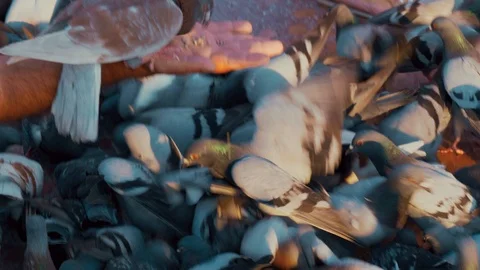 Pigeons pecking grain 動画素材 112639894
