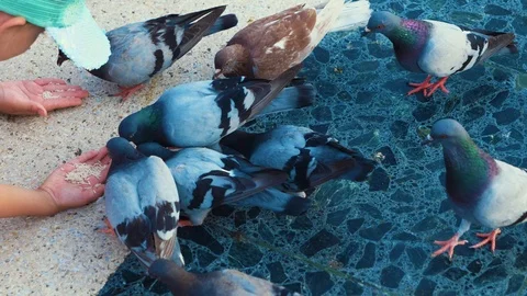 Pigeons pecking grain 動画素材 112918387