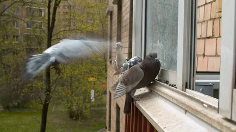 Pigeons pecking seeds on the window Stock Footage 129365455