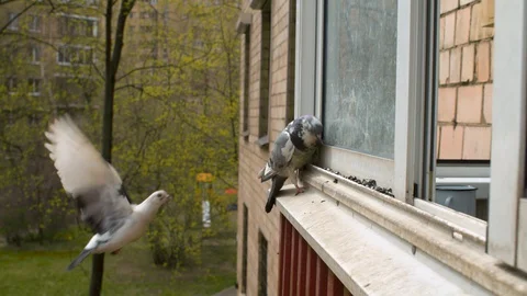 Pigeons pecking seeds on the window Stock Footage 129366051