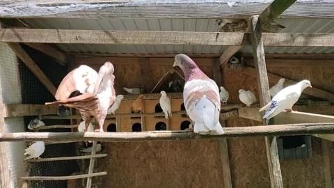 Pigeons on a perch Stock Footage 155575836