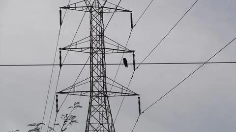 Pigeons perch on power lines . Stock Photos