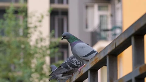 Pigeons perch on a railing in a city setting Vídeo Stock 333923118
