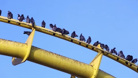 Pigeons Perch On Top Of A Yellow Roller Coaster Track On Sunny Day Stock Footage 316772806