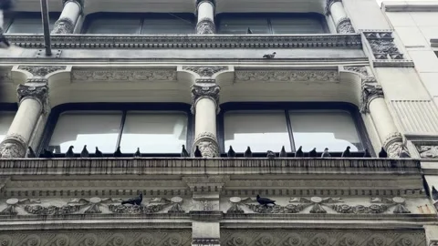 Pigeons perched building ledge birds flapping wings on pre-war architecture NYC Stock Footage 281389349