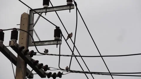 Pigeons perched on an electric pole. Stock Photos