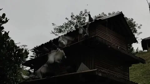Pigeons Perched High in the Middle of the Forest Stock Footage 288730185