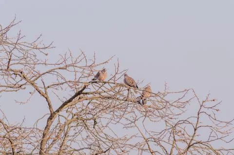  Pigeons perched in a leafless tree  Stock Photos