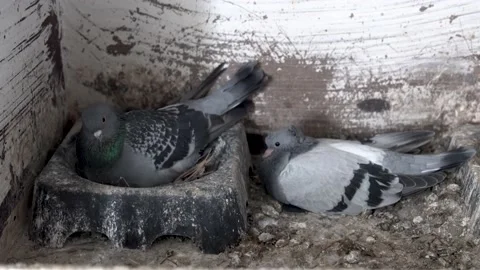 Pigeons perched in the nest Stock-Footage 157482895