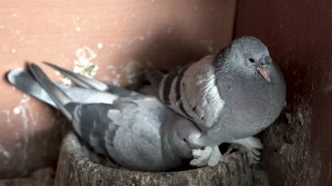Pigeons perched in the nest,blurry effect Stock-Footage 157481934