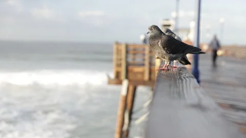 Pigeons perched on ocean pier Stock Footage 170357154